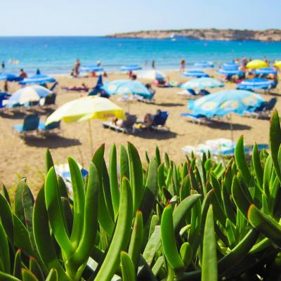 Succulent green plants in the foreground overlooking a sunny beach with blue parasols and people by the sea in Spain
